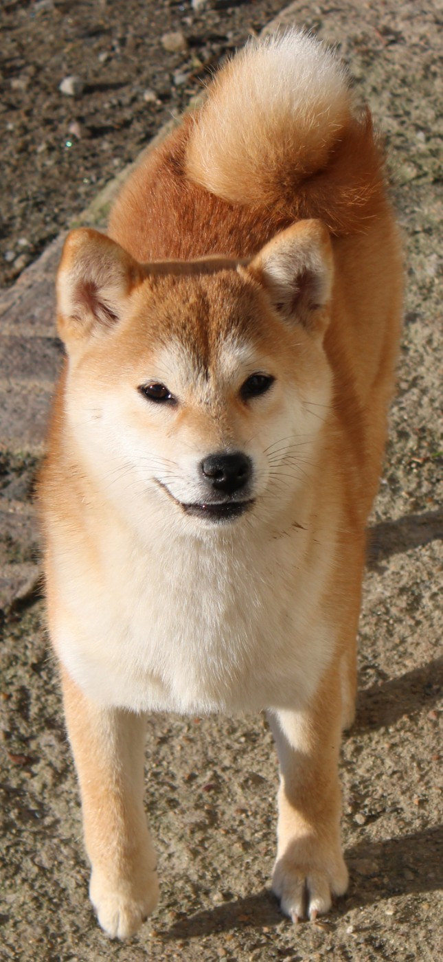 Publication : La Colline D'olga 