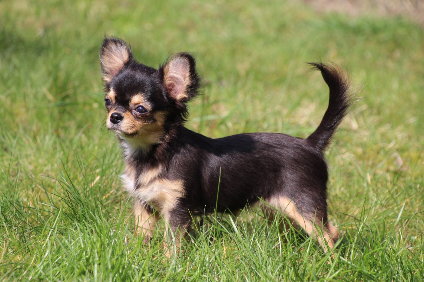 Publication : des Terres de la Faisanderie Auteur : Laurenne PROD'HON