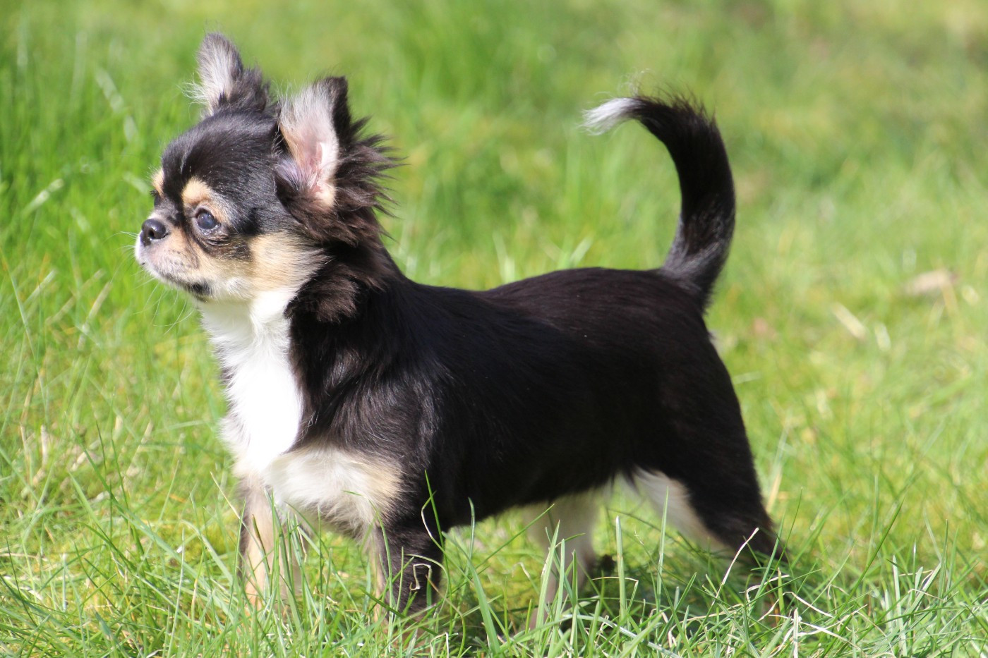 Publication : des Terres de la Faisanderie Auteur : Laurenne PROD'HON