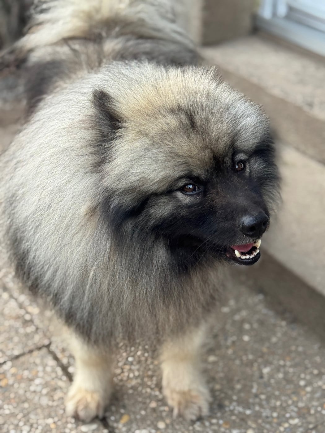 Publication : Le Renard Et Le Loup