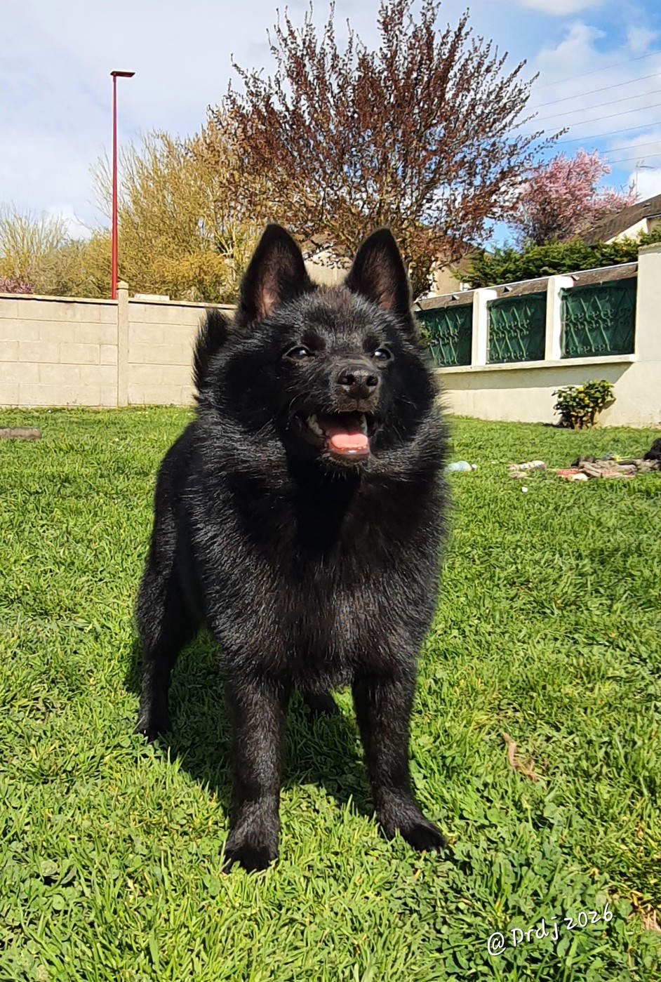 Publication : du dragon rouge de jupiter Auteur : 5 mois bientôt