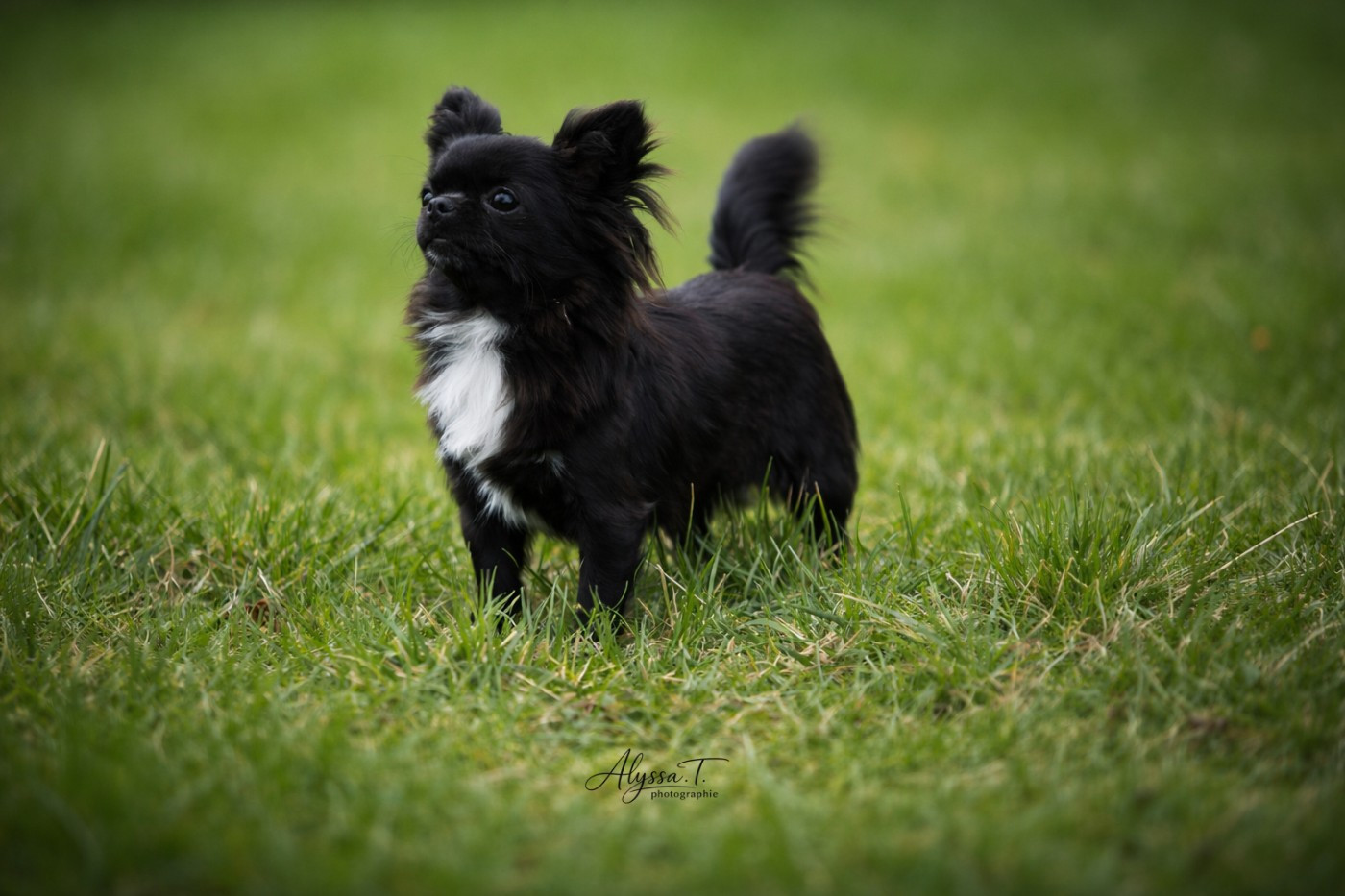 Publication : des Terres de la Faisanderie Auteur : Laurenne PROD'HON