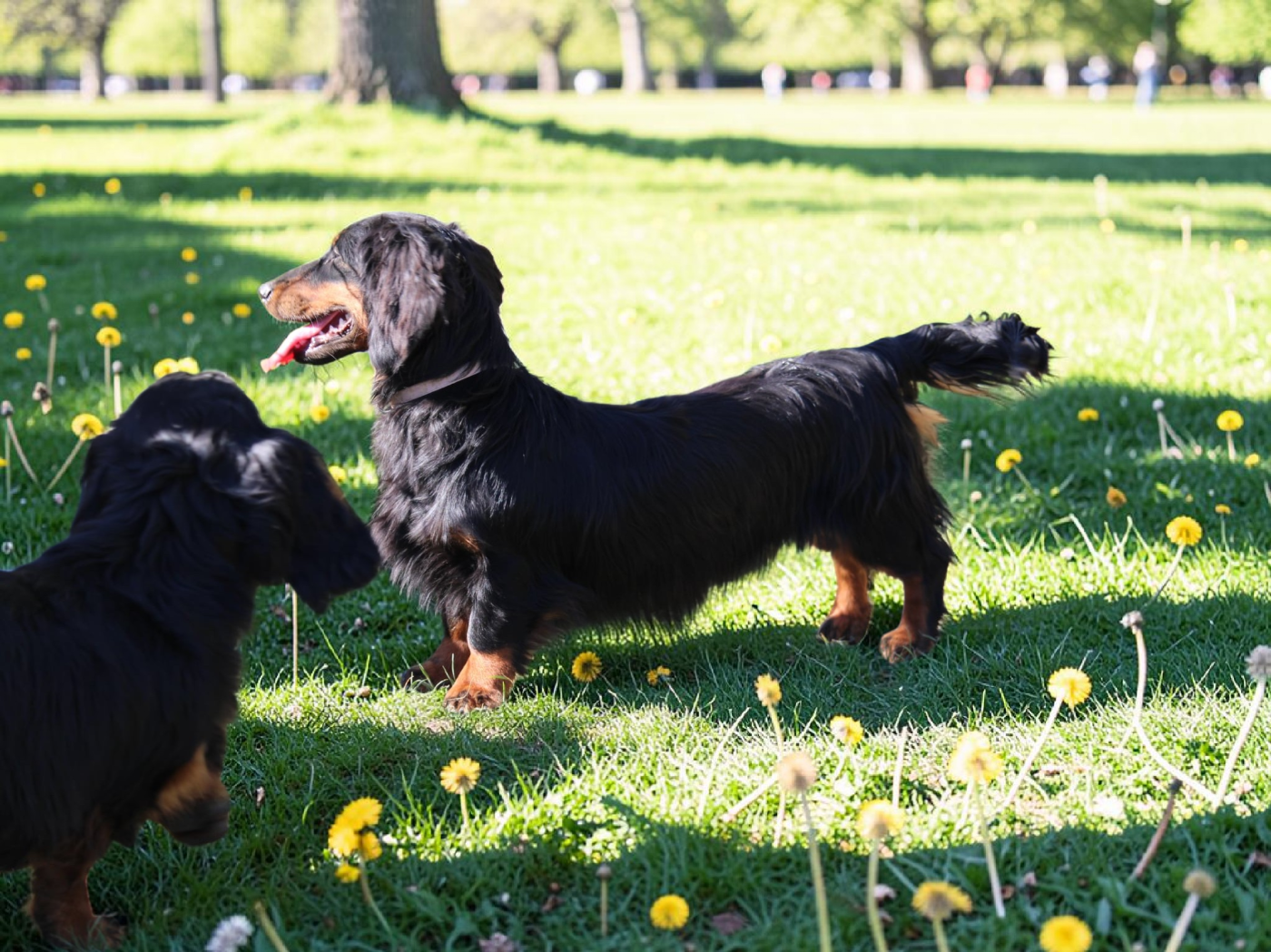 Publication : Des Narcisses Du Royaume D'egypte 