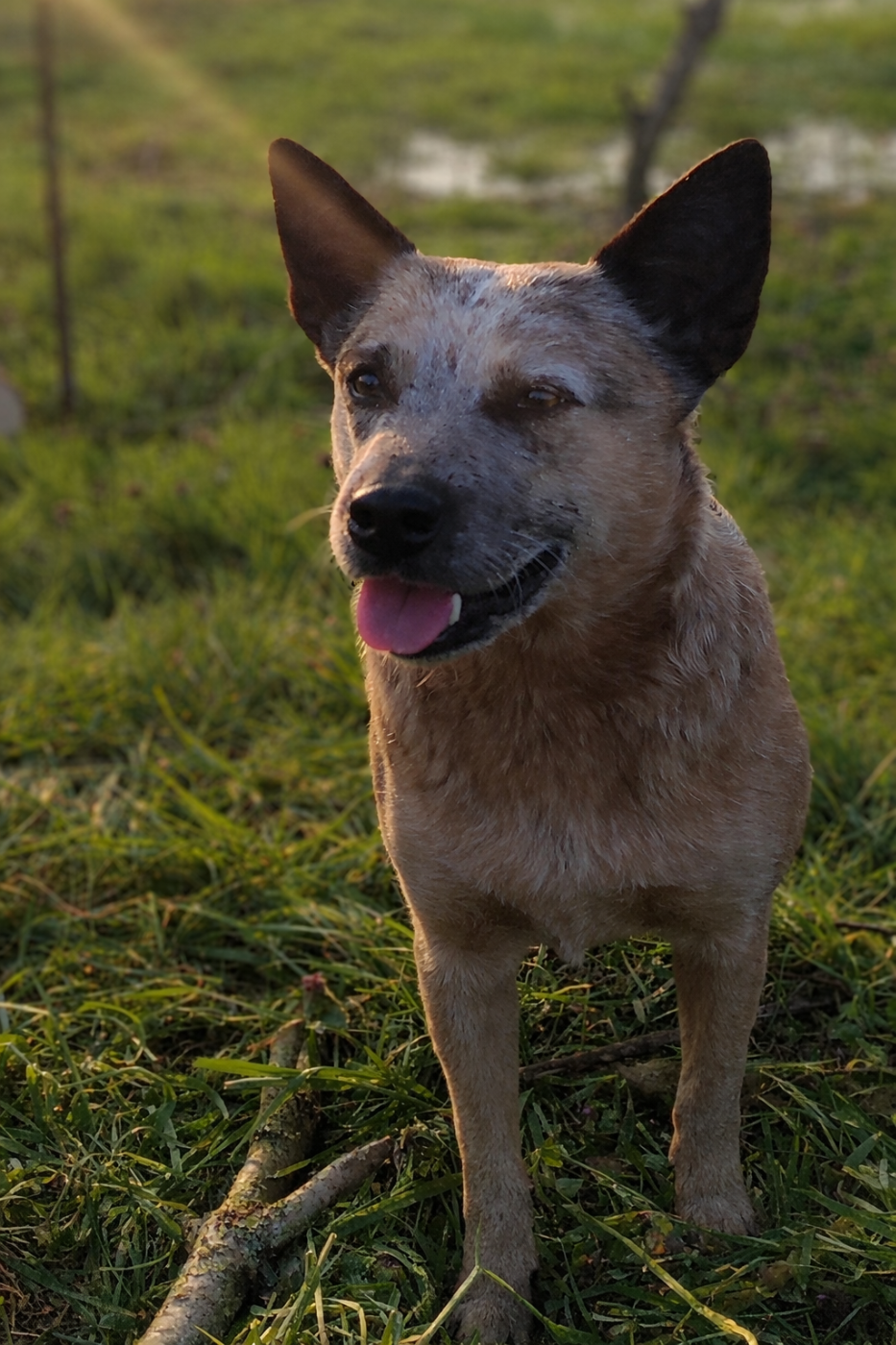 Véga Bingo Des Minis Pasquito