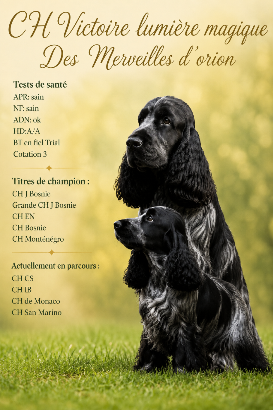 Publication : Des Merveilles D'orion  