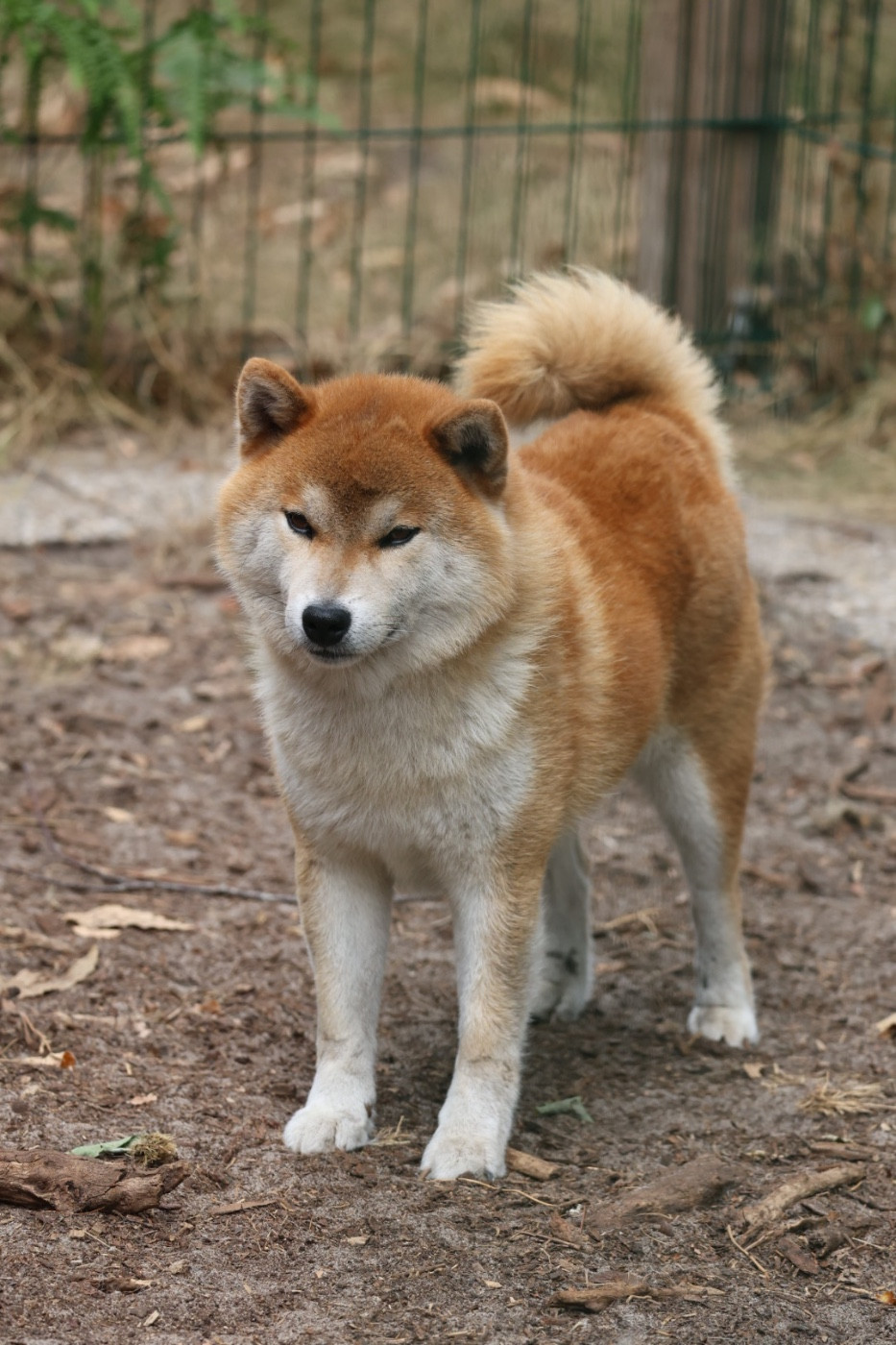 Rexxar Go Sakura Kensha