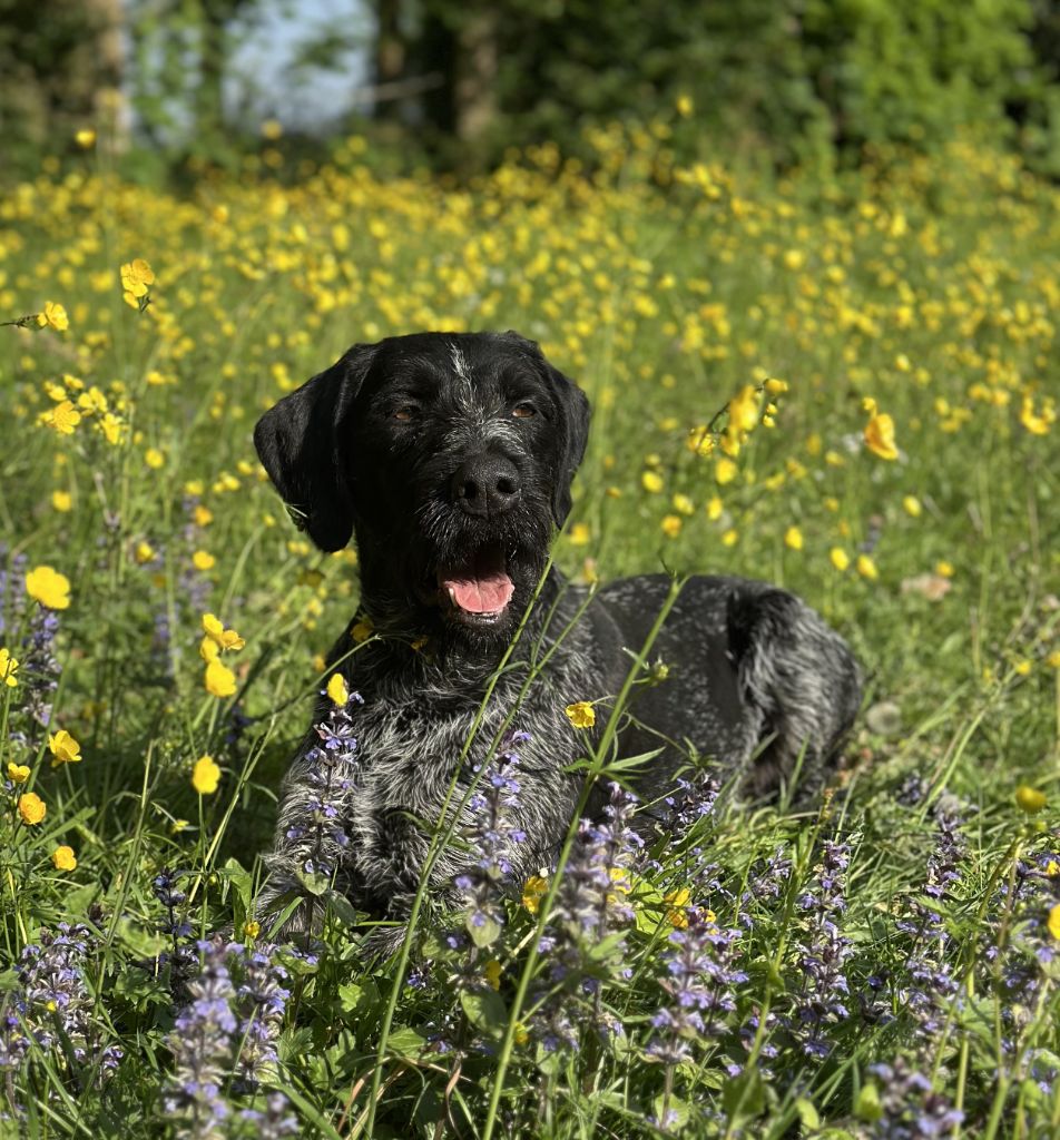 Publication : Des Douves Du Chateau 