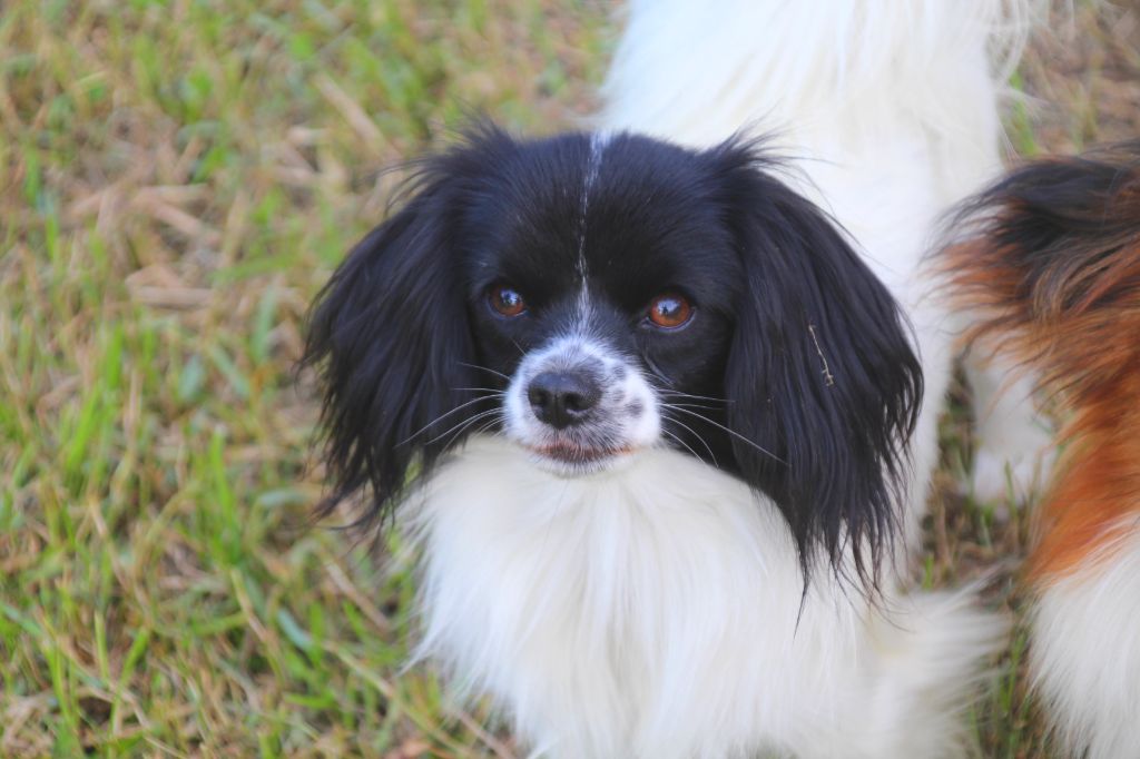 Publication : Du Royaume Des Licornes Auteur : Aurore Jumeaux