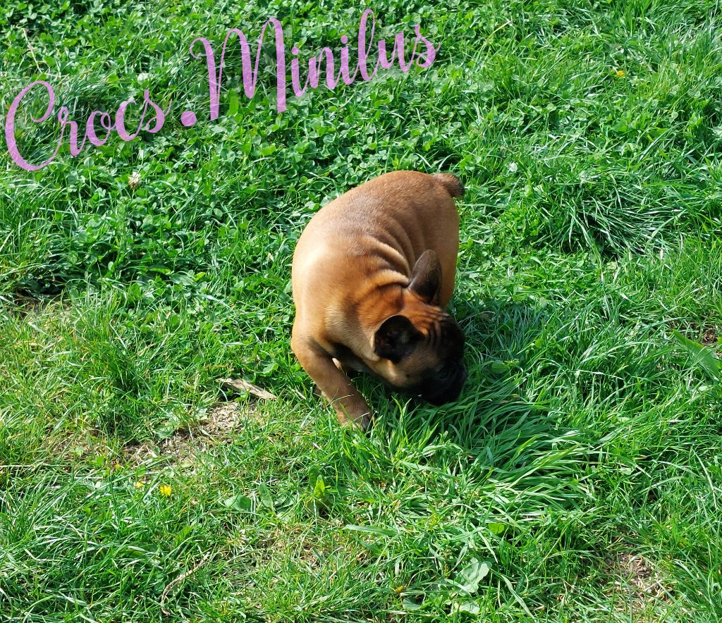 Publication : de Crocs Minilus Auteur : Crocs Minilus