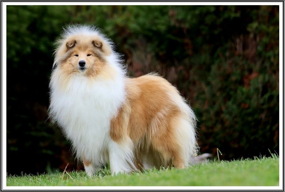 Publication : du bois des amazones Auteur : du Bois des Amazones