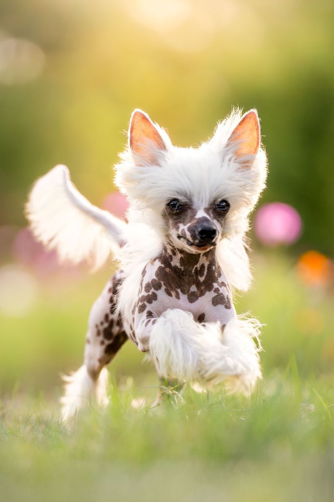 Publication : Of Chinese Garden June's Auteur : MARION KARL PHOTOGRAPHE