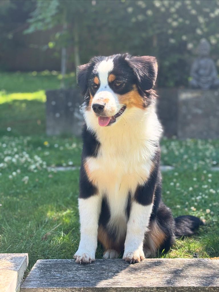 Publication : de l'Anse Royale Auteur : Margot Guillet