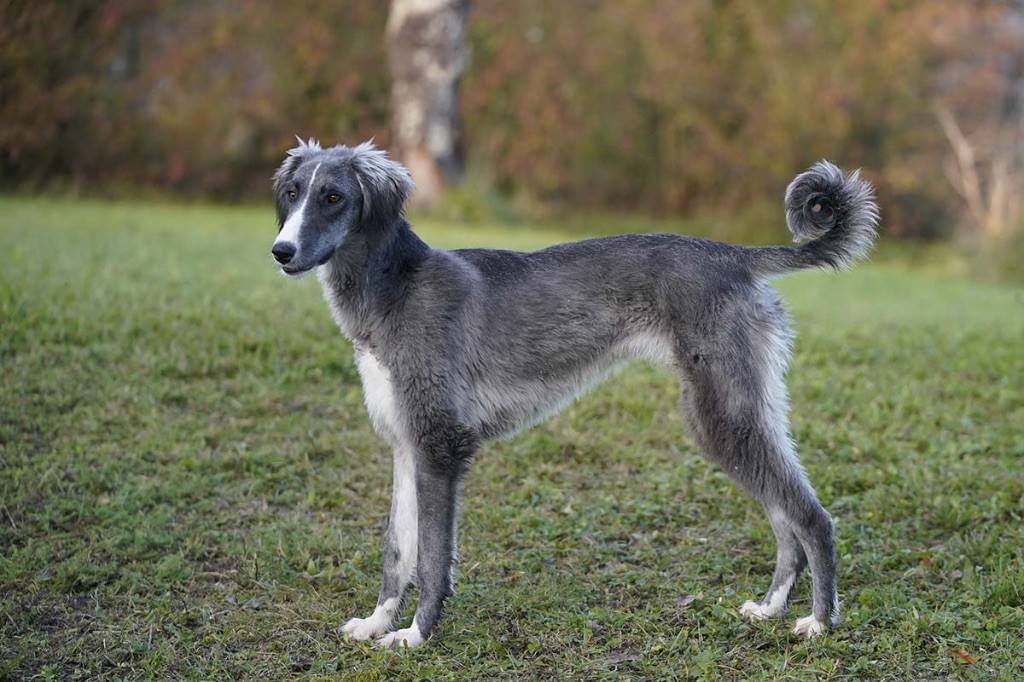 Publication : de garde-epée Auteur : Corine LUNDQVIST