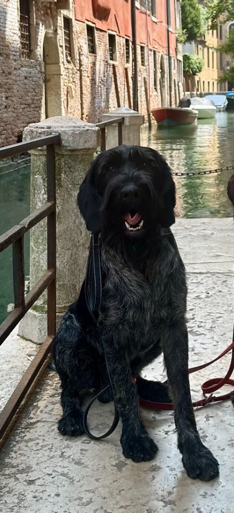 Publication : Des Douves Du Chateau 