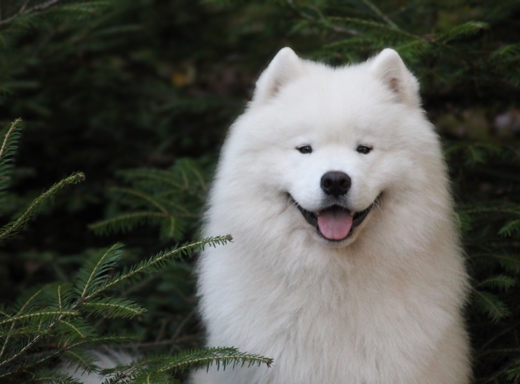 Publication : Majestic Gold