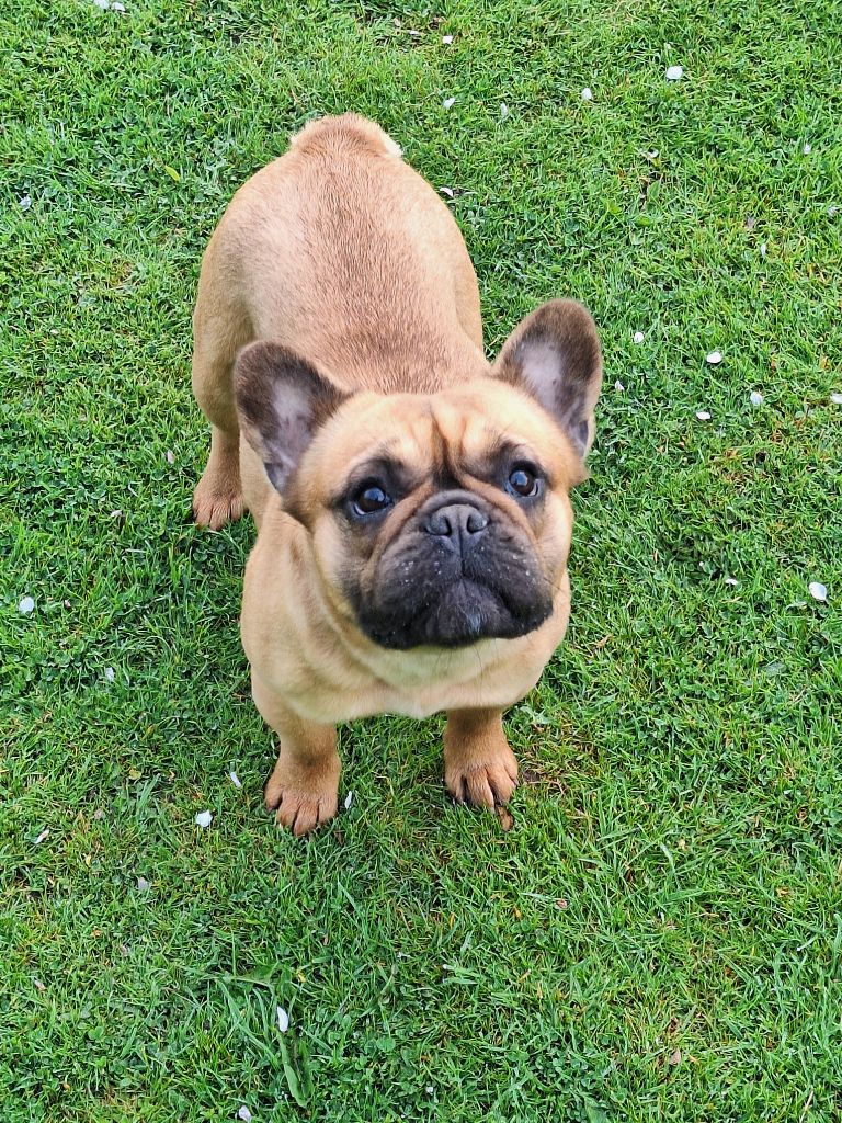 Publication : De La Villa De Tessky Auteur : Elevage De La Villa De Tessky