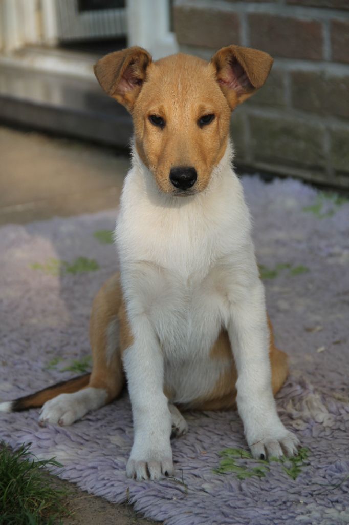 Publication : de la Fleur d'Ecosse