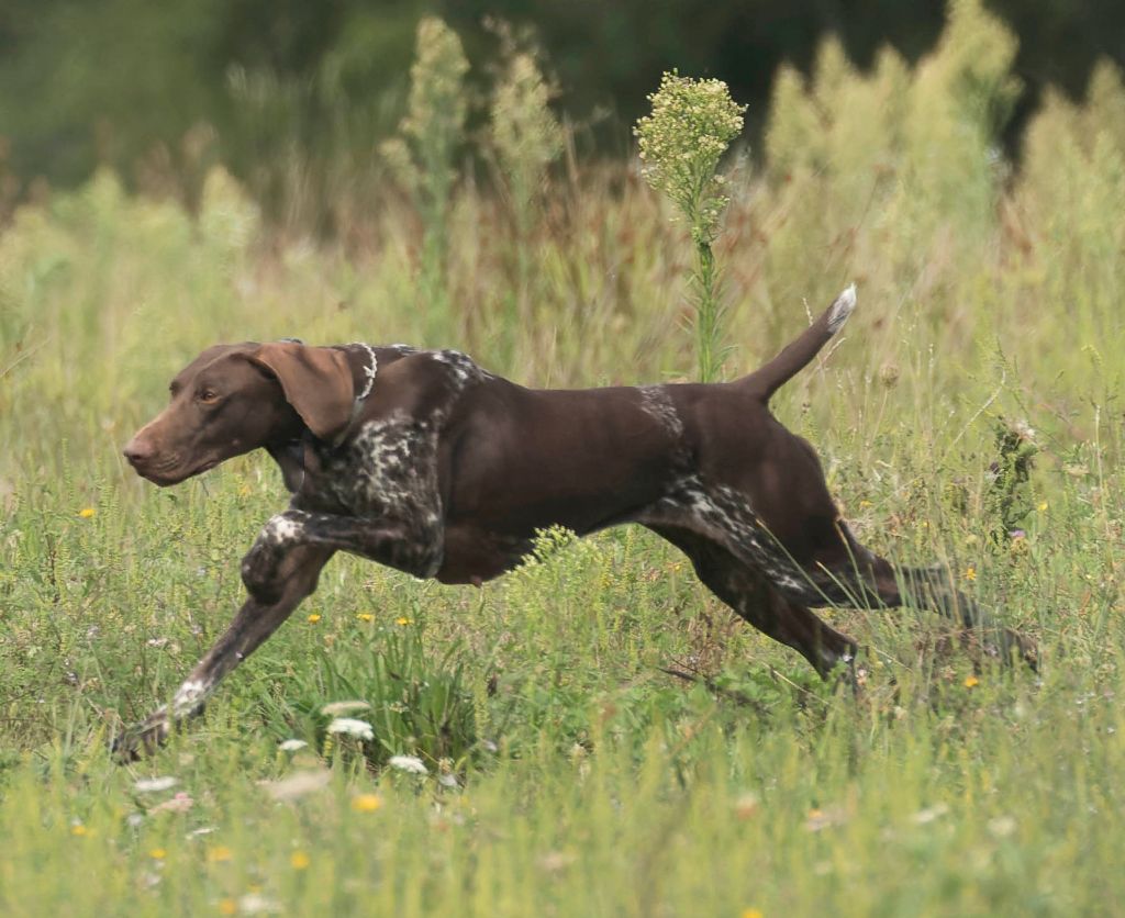Publication : du vallon de Beaudini