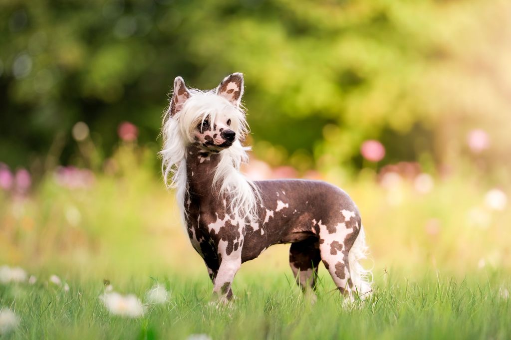 Publication : Of Chinese Garden June's Auteur : MARION KARL PHOTOGRAPHE