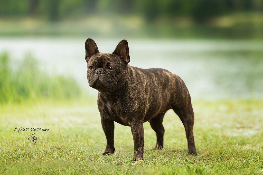 Publication : des boules aux mil facettes Auteur : Sophie Aversenq