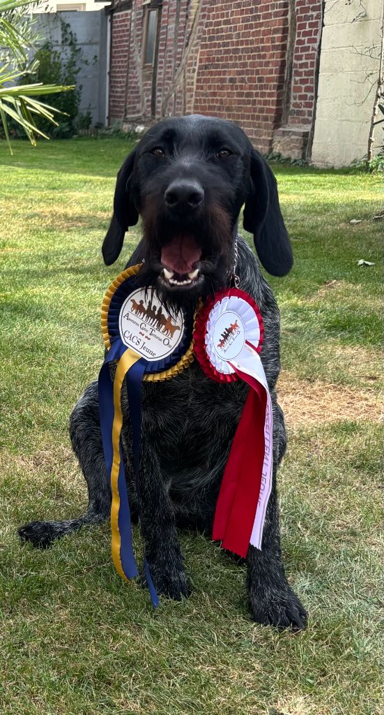 Publication : Des Douves Du Chateau