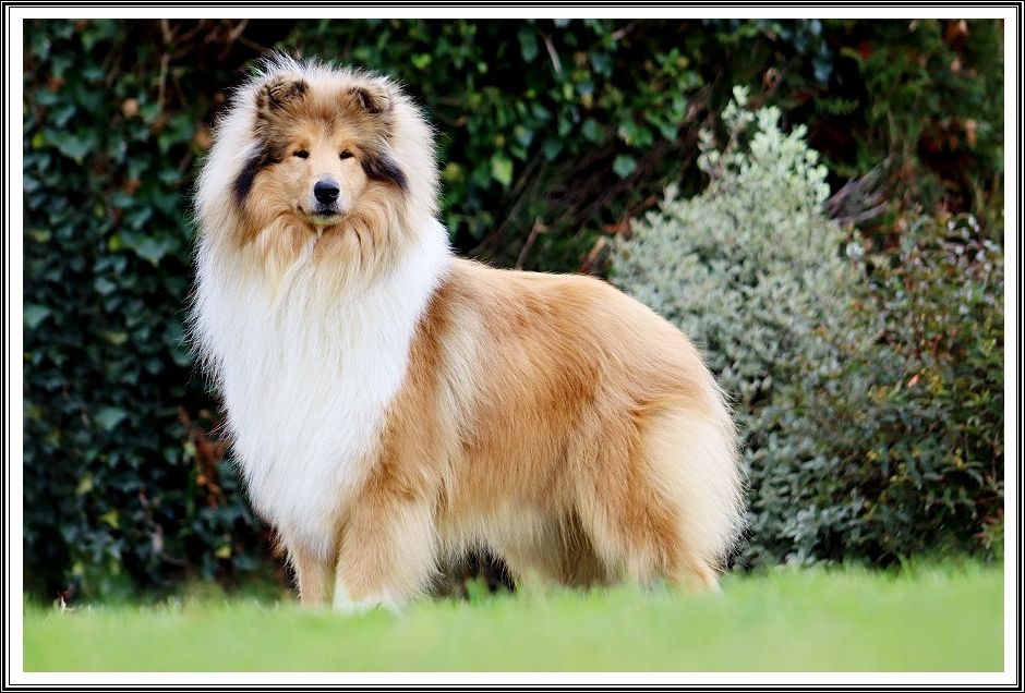 Publication : du bois des amazones Auteur : du Bois des Amazones