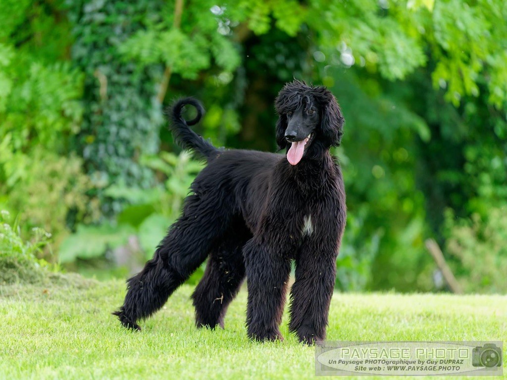 Publication : de garde-epée Auteur : Guy DUPRAZ