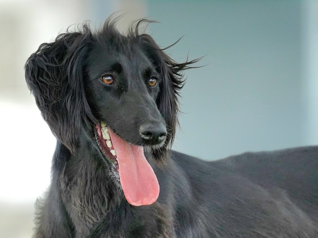 Publication : de garde-epée Auteur : Corine LUNDQVIST