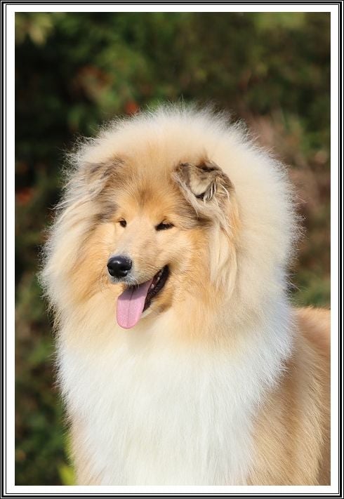 Publication : du bois des amazones Auteur : du Bois des Amazones