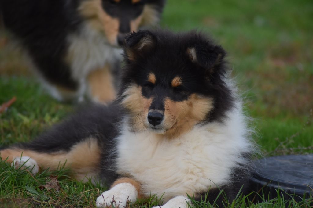 Publication : du domaine des Emeraudes