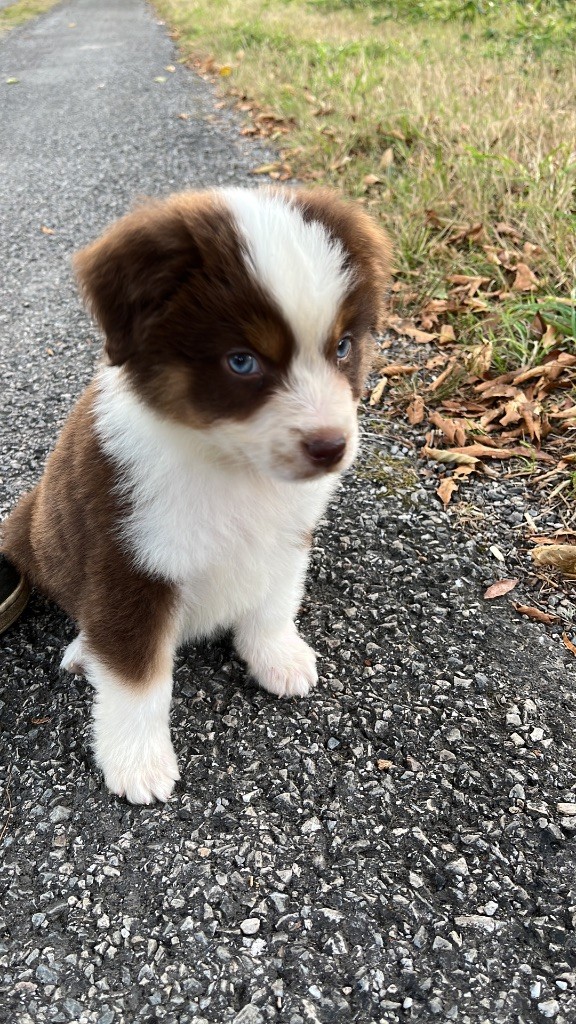 Publication : Des Vagues De Tendresse Auteur : Ã©levage des vagues de tendresse