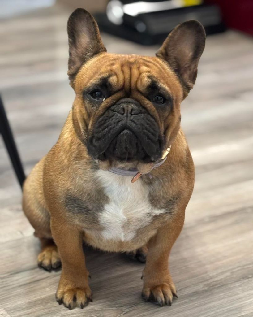 Publication : Du Bois D'Athée 