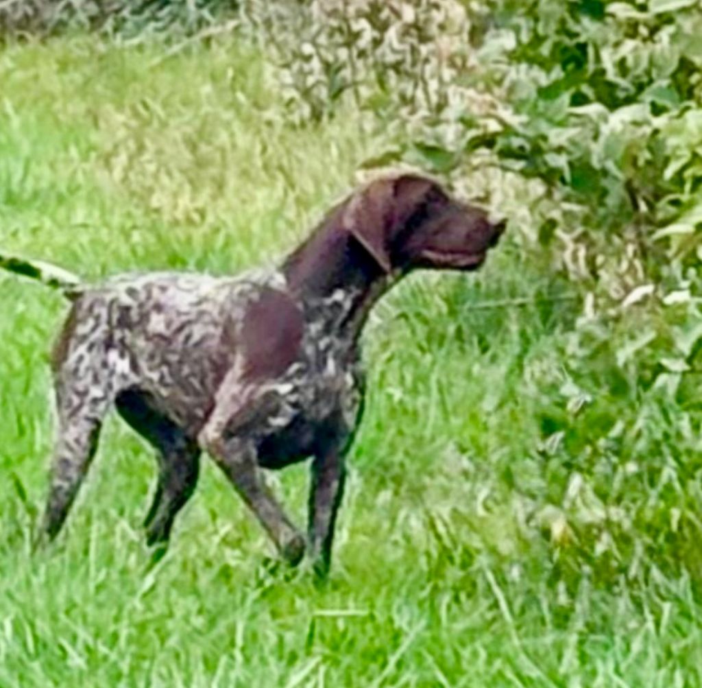 Publication : du Clos de Reve d'Or