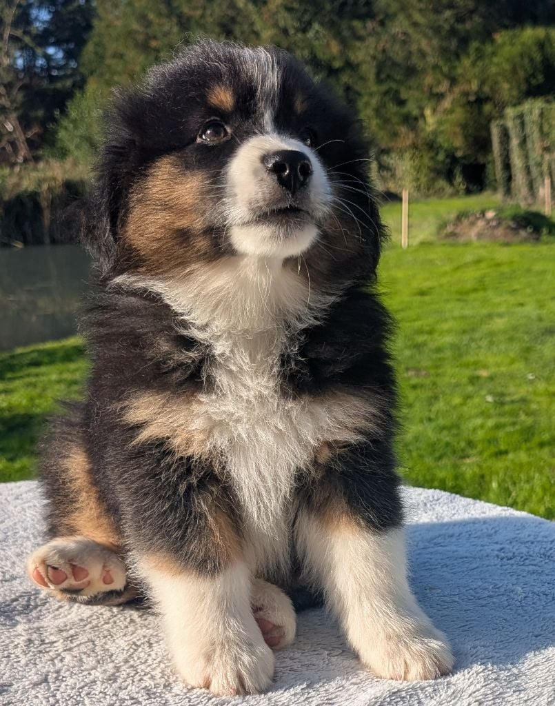 Publication : des Petites Symphonies 