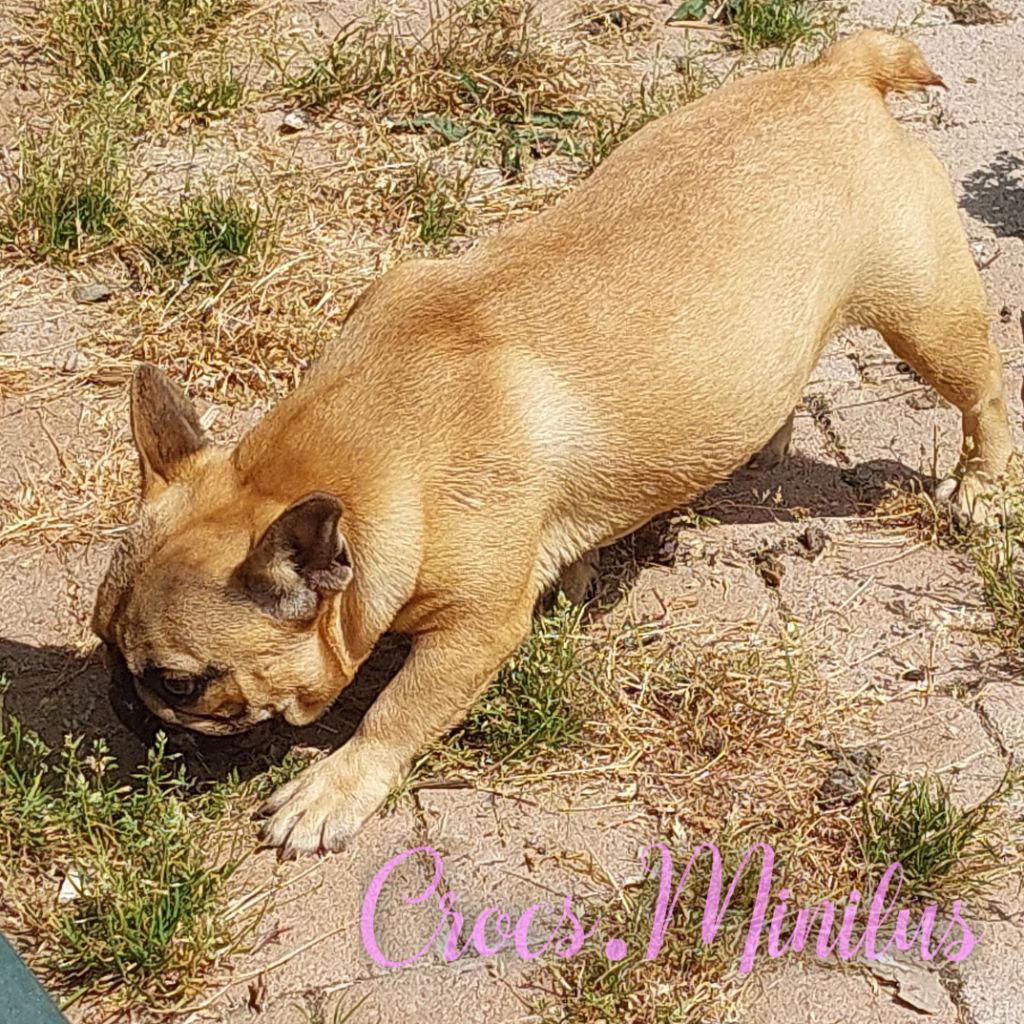 Publication : de Crocs Minilus Auteur : Crocs Minilus