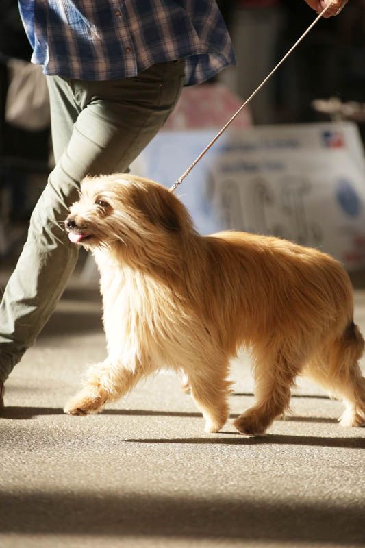 Publication : de la tour du chouan Auteur : Pineau Jean-Michel