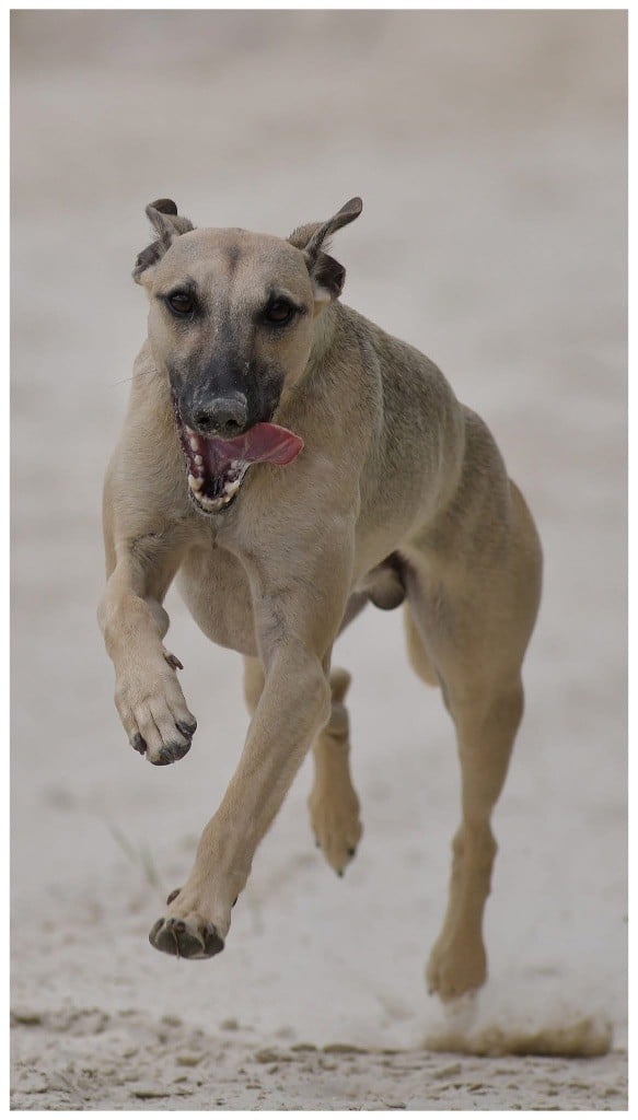 Publication : D’Elwood Meadows