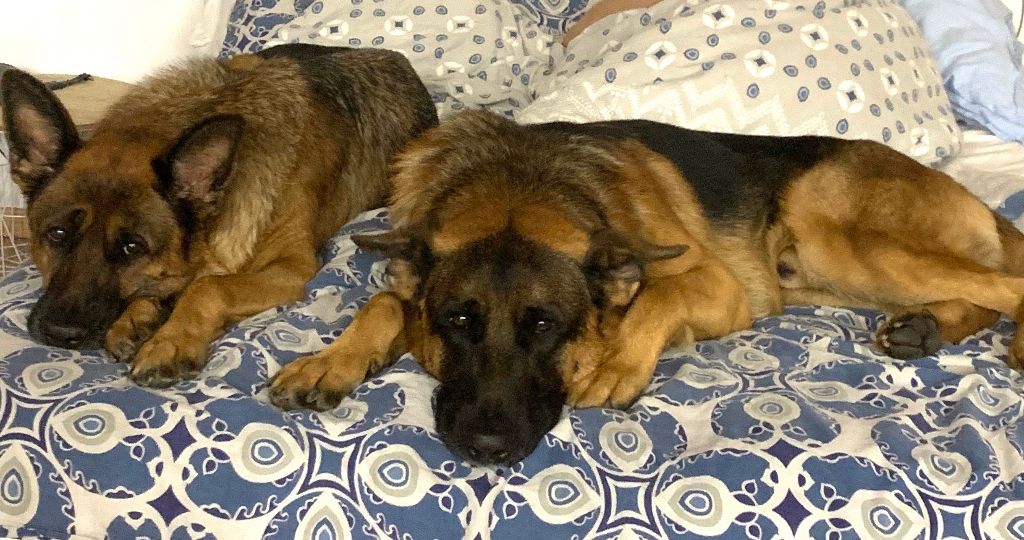 Publication : fabien pineau Auteur : la mere et le mal en prem plan