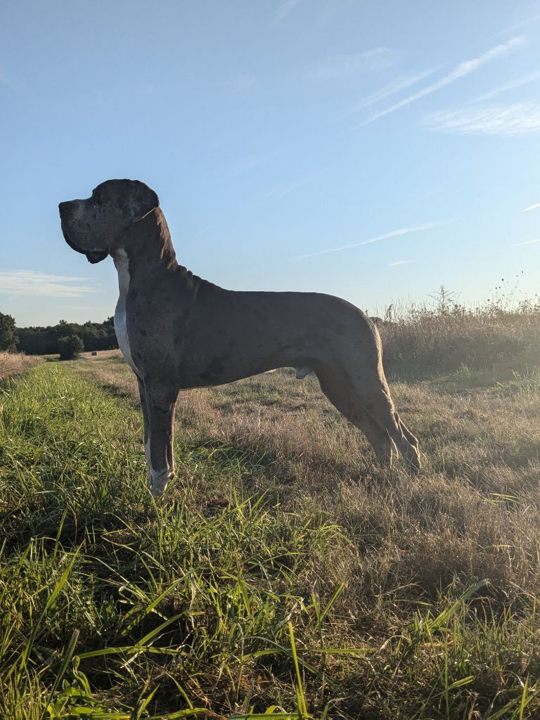 Publication : Du Haut Dagour