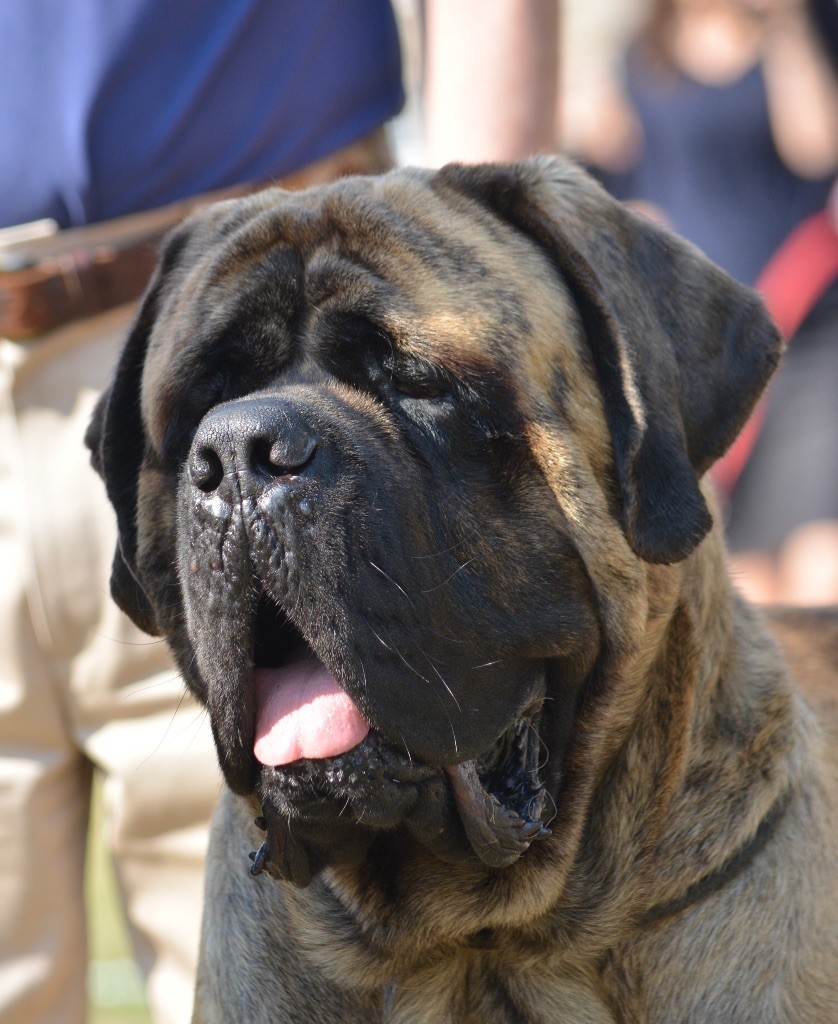 Publication : Brullemail 