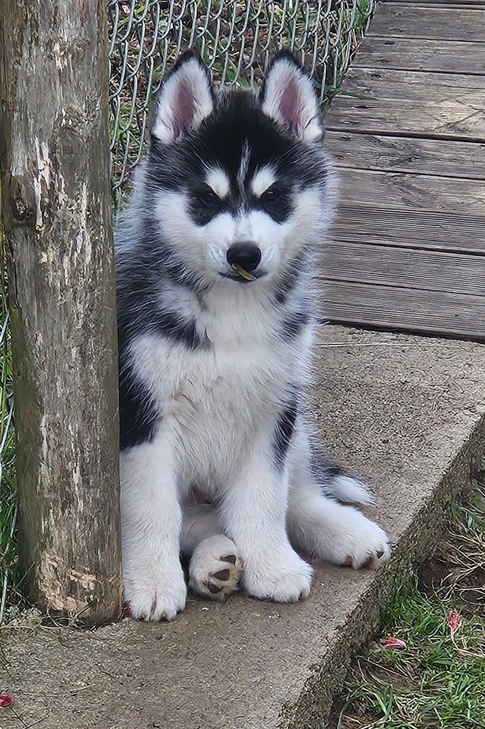 Publication : Des Neiges Dorées De L’Oural 