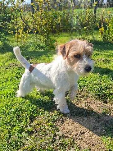 Publication : DANIEL BRISSET 