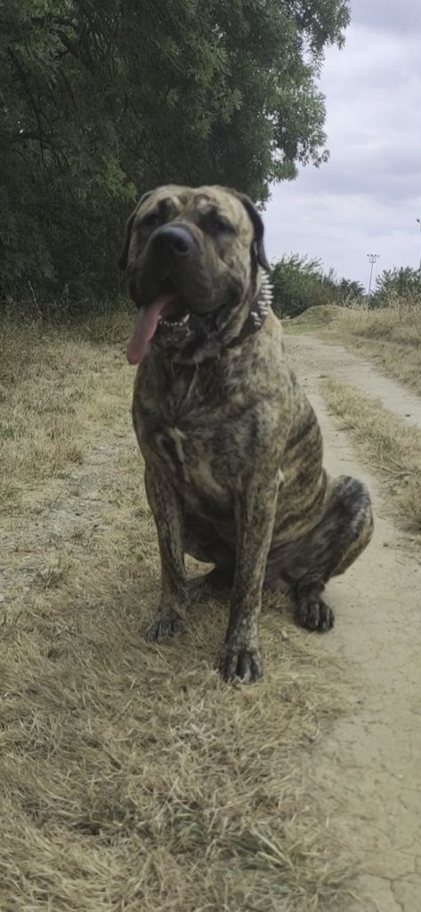 Publication : nour-eddine chaouki 