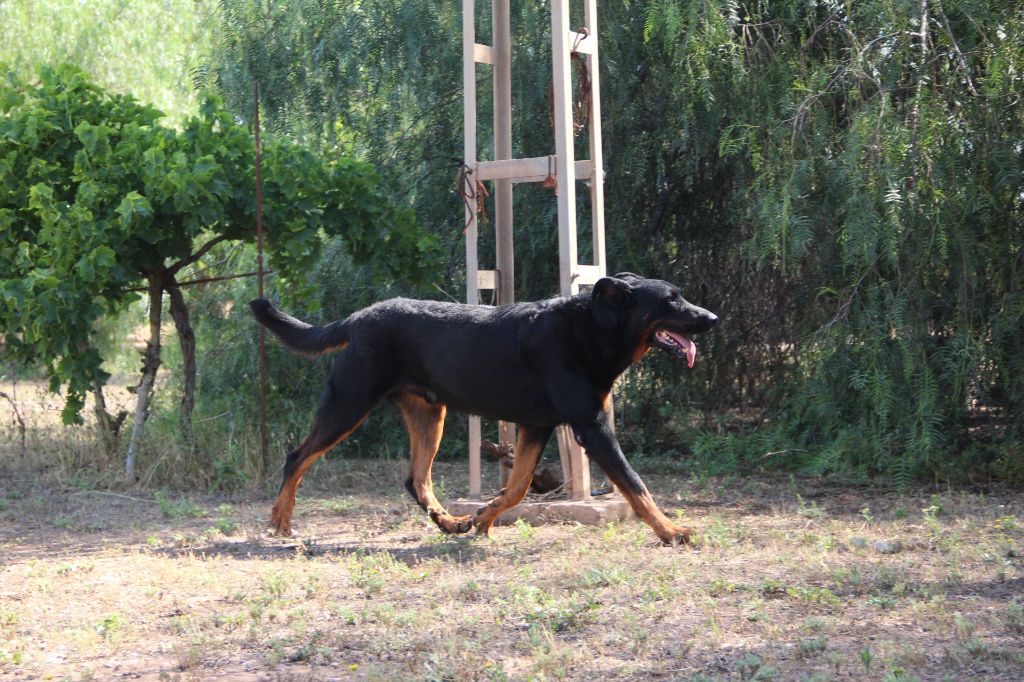 Publication : De Carthago Spartaria