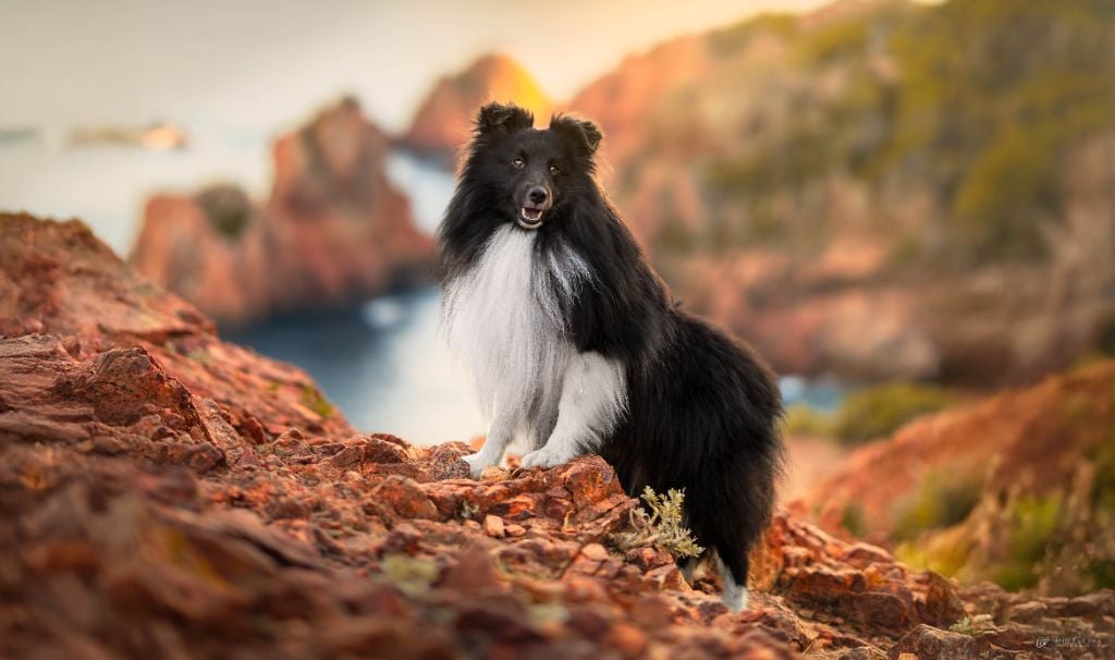 Publication : (Sans Affixe)