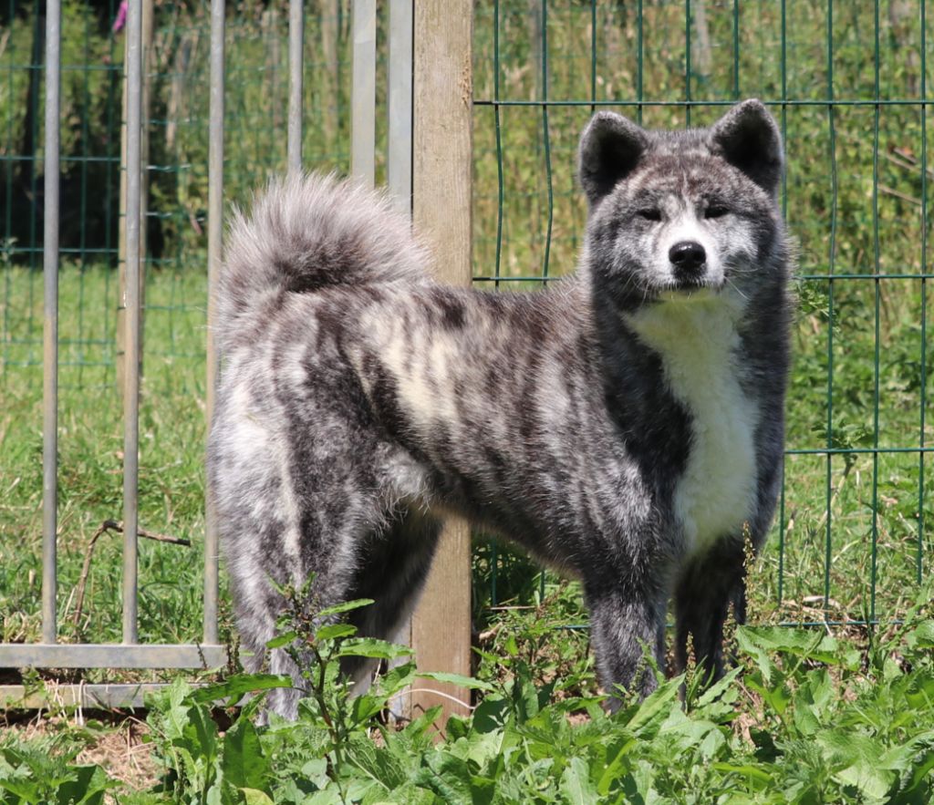 Publication : Des Fideles Akita Ken 