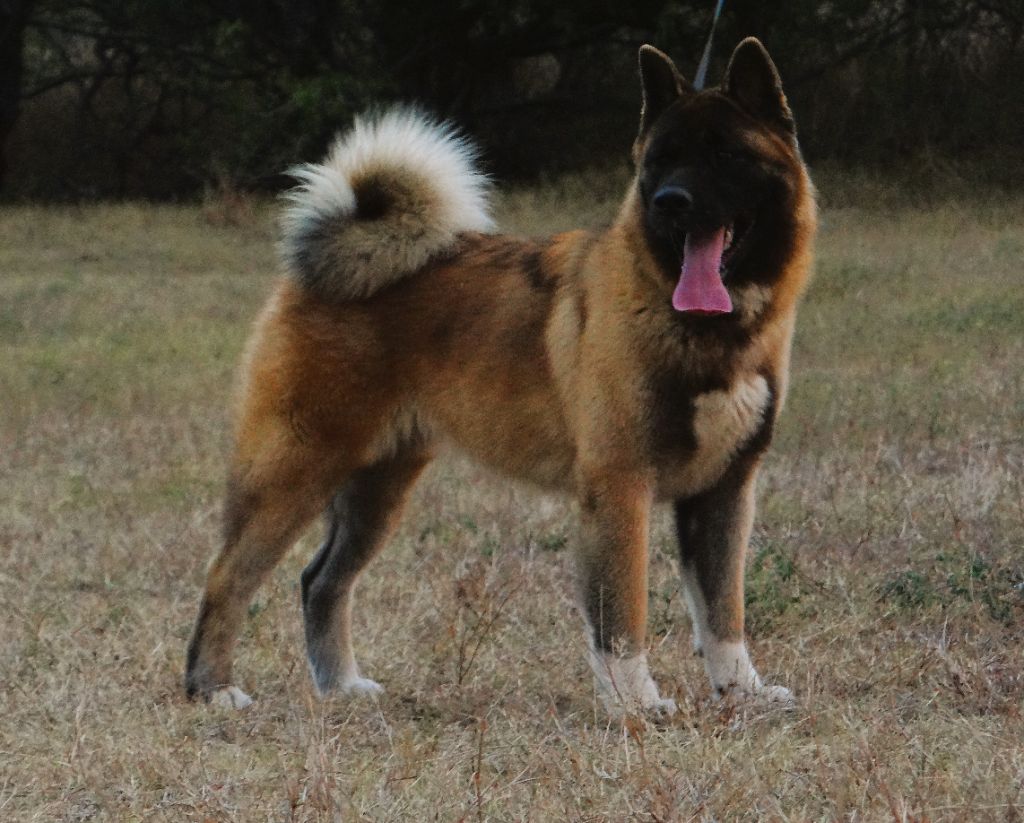 Publication : des sphinx du clair de lune Auteur : S.C