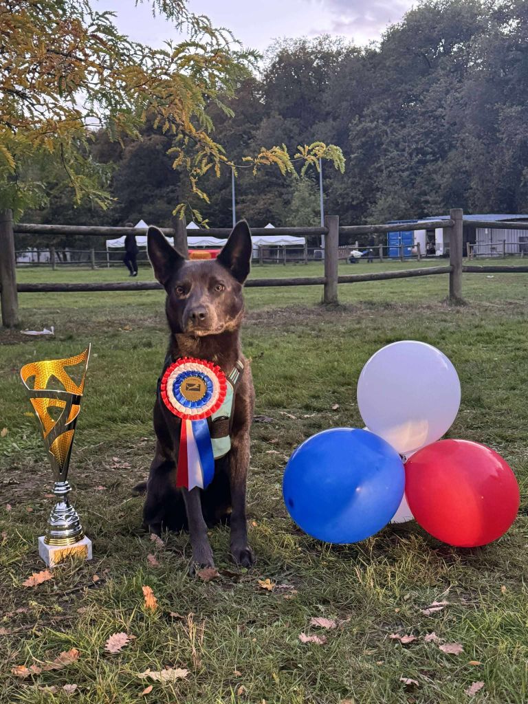 Publication : Des Suricates De La Varenne