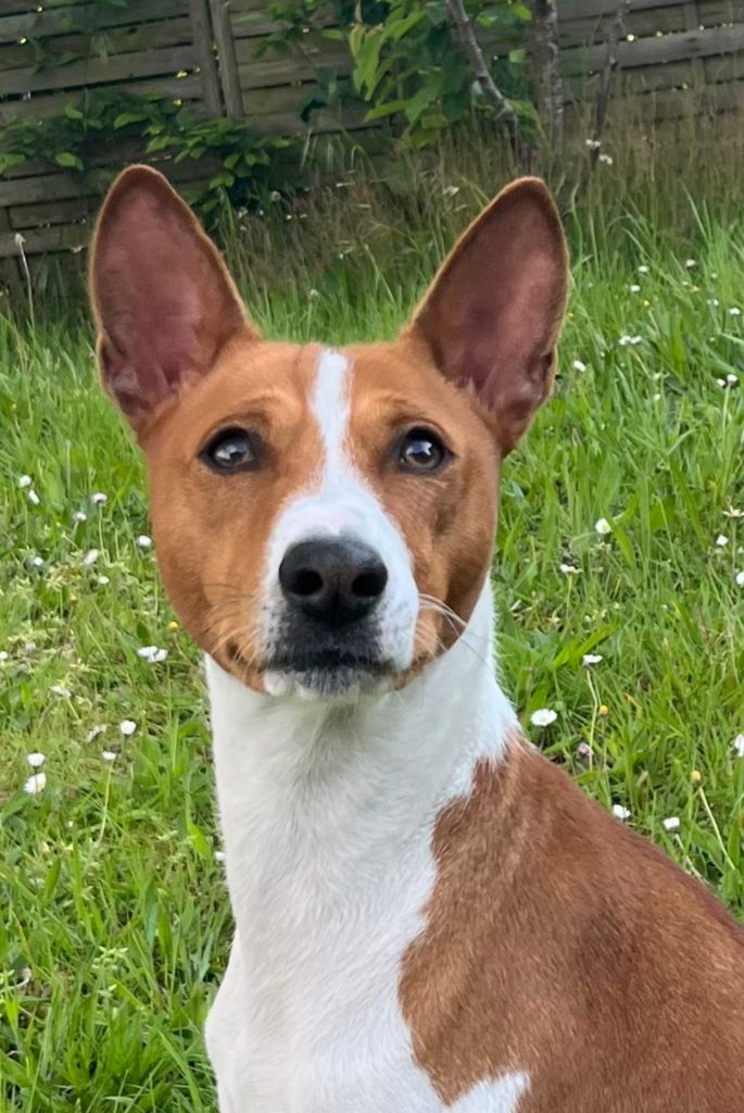 Publication : Of swala pala