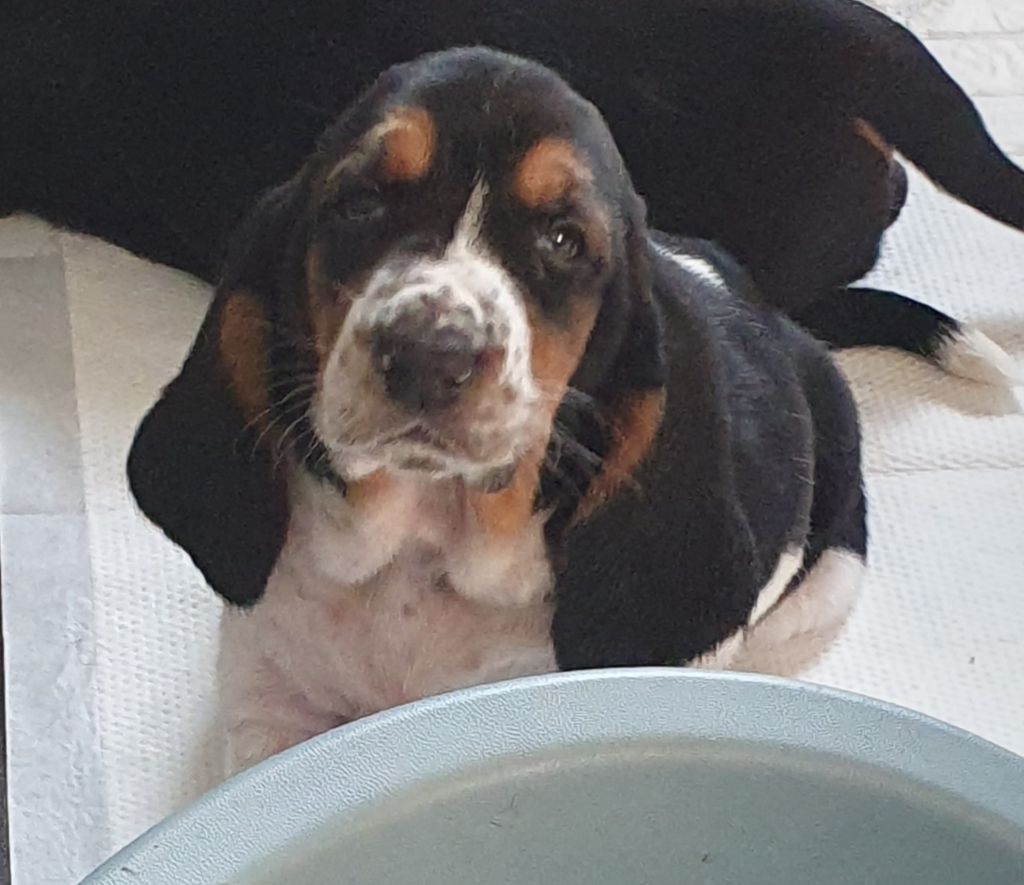 Publication : Des Échos Saint Hubert 